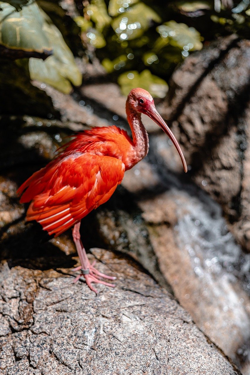 bird, scarlet ibis, zoo, animal, nature, wildlife, animal, animal, animal, animal, animal, nature, nature, nature