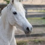 animal, horse, mammal, equine, species, fauna, australian pony, farm, nature, horse, horse, horse, horse, horse