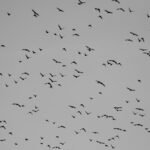 pexels-photo-31159974-31159974.jpg