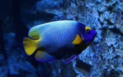 blue, yellow, fish, aquarium, lyon, colorful, nature, underwater, color, blue fish, blue color, blue fishing, fish, fish, fish, fish, fish