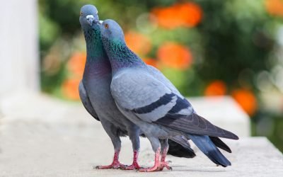 Close-up of two pigeons on a ledge with blurred greenery in Bengaluru, India.