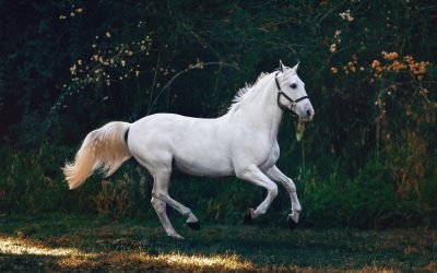 A majestic white horse gallops gracefully through a lush green landscape.