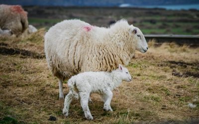 A serene scene of a sheep with its lamb grazing in a Welsh pasture.