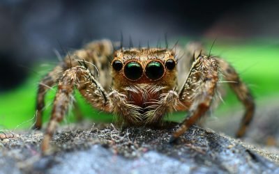 Spider Eye Ball Close Up Macro Photography