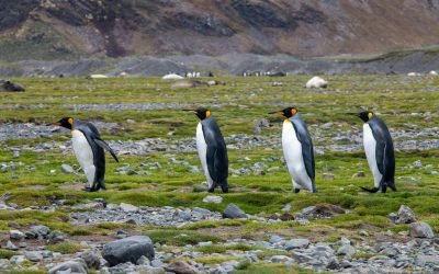 A group of King Penguins (Aptenodytes patagonicus) walking on the rocky, grassy terrain of South Georgia Island.