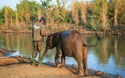 A man interacts with a baby elephant at a riverbank reflecting conservation efforts.
