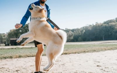 An adult man training a fluffy West Siberian Laika dog outdoors in a sunny park setting.